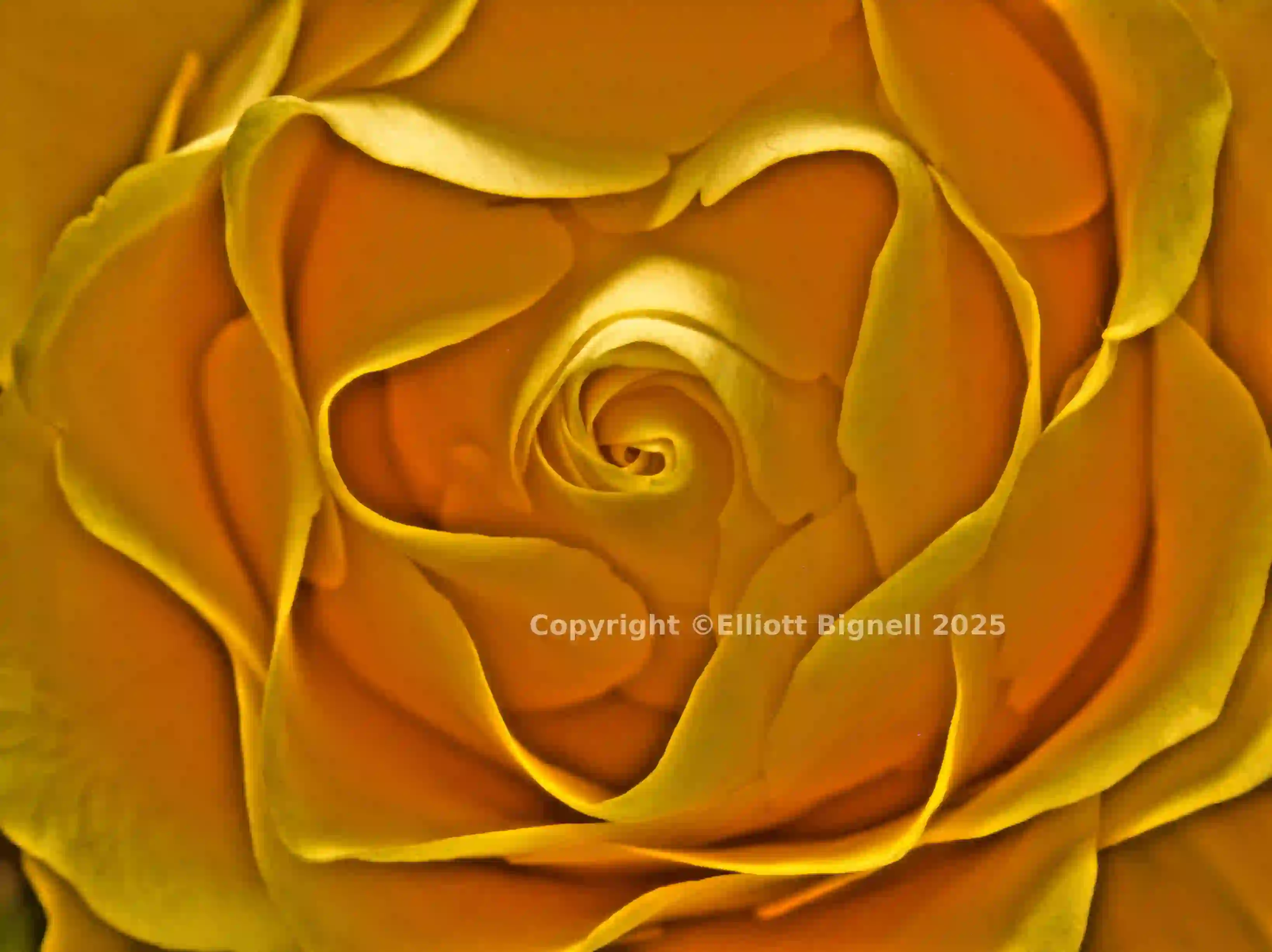 rose 2 light_smooth.jpg